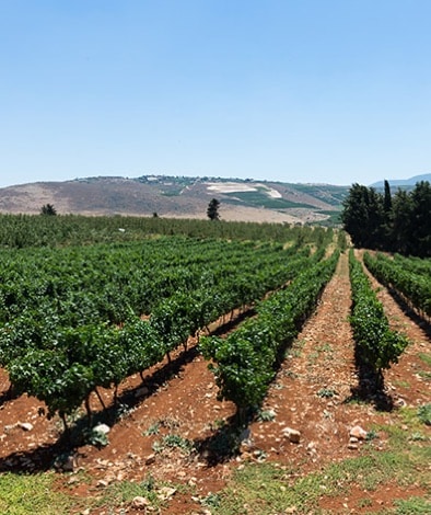Alma Vineyard Alma Vineyard
