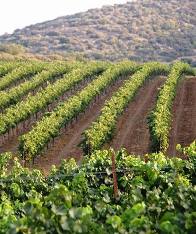 vine-amazia