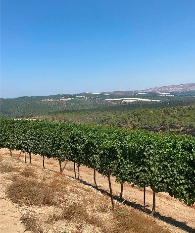 Kerem Ben Zimra Vineyard