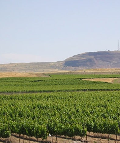 Tel Phares Vineyard