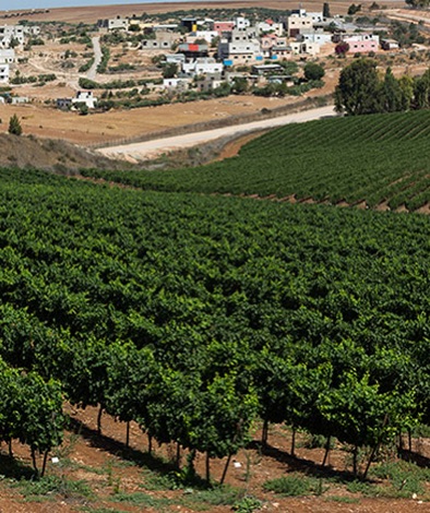Gilboa Vineyard