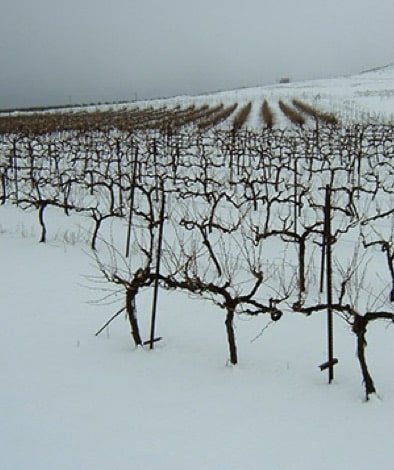 Mevo Hama Vineyard