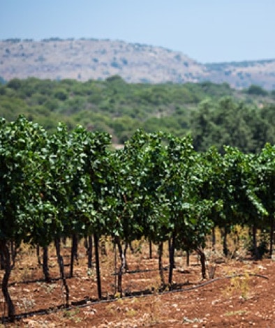 Kadesh Vineyard