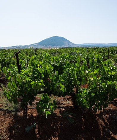 Kfar Tavor Vineyard
