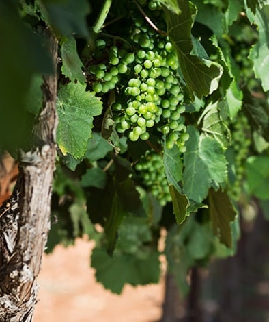 Tzora Vineyard