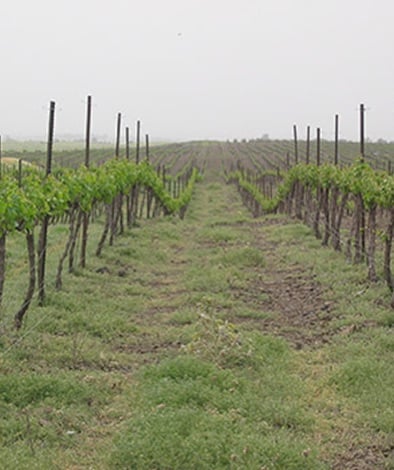 Kidmat Tzvi Vineyard